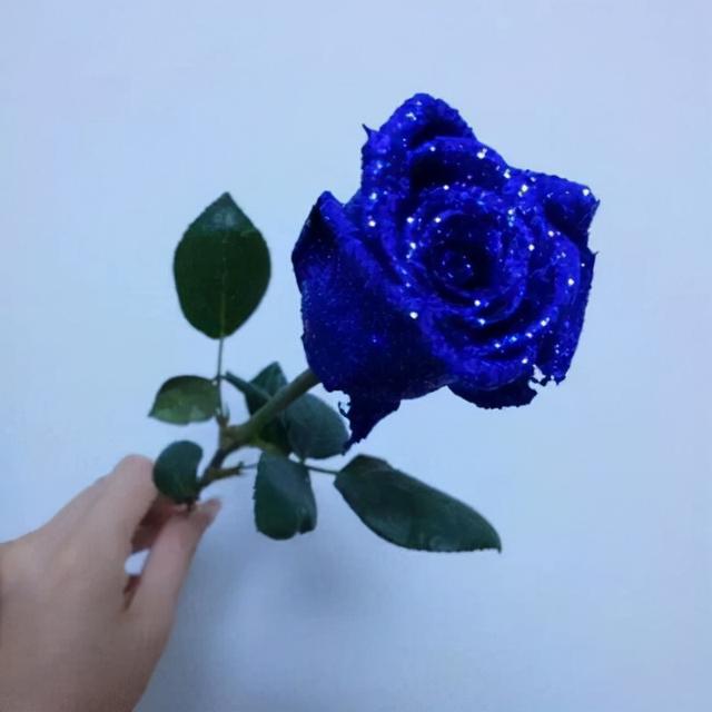 9朵红玫瑰代表什么意思