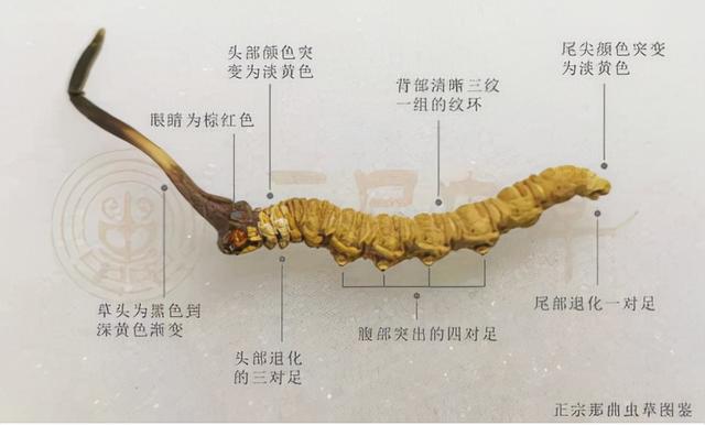 冬虫夏草的种类