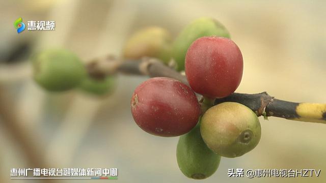 《惠州小伙种植咖啡豆 原产广东的咖啡挂果了》