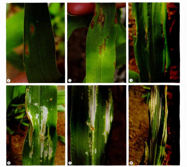 「玉米种植技术」杀虫剂产生药害了怎么办？提早预防2