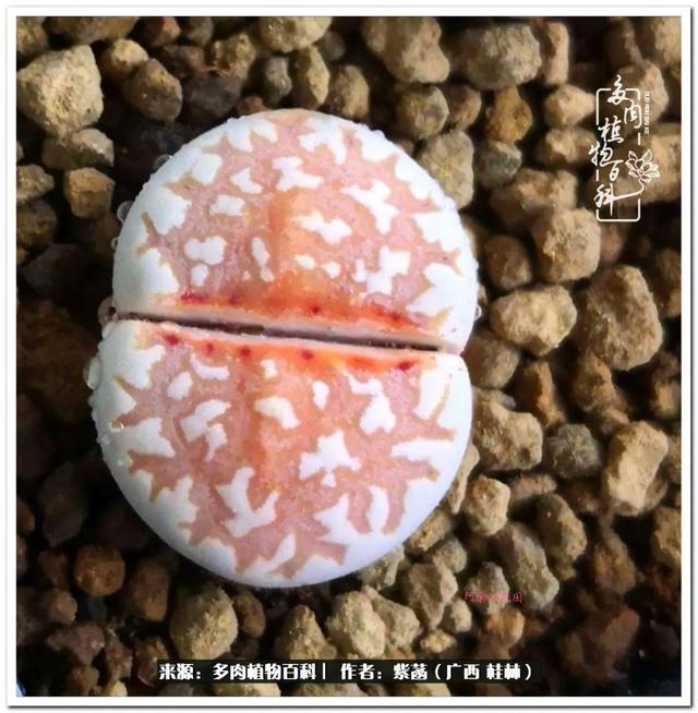 郑州新型泥土洗砂机