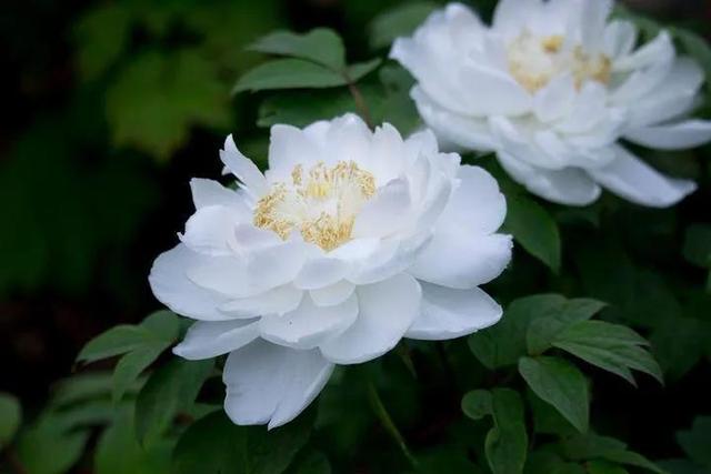 牡丹、芍药大比拼，到底谁最美