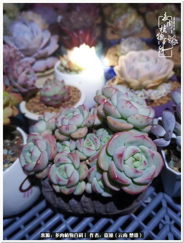 玉蝶铜芯电线价格表4平方,玉蝶铜芯线今日价格