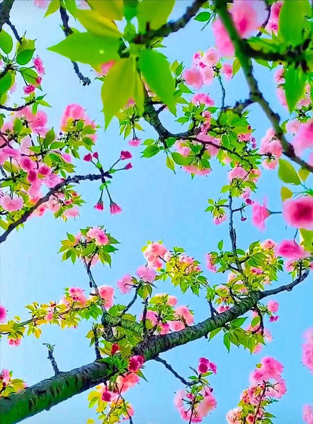 樱花开了，美得一败涂地，它诠释了什么是开始，什么是灿烂