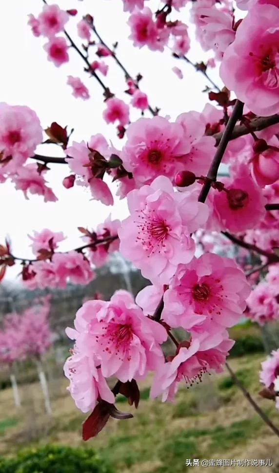 春花烂漫，竞相绽放，鸟语花香