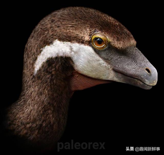 外国艺术家画了67种奇特逼真的史前动物 真是令人大开眼界 新闻时间