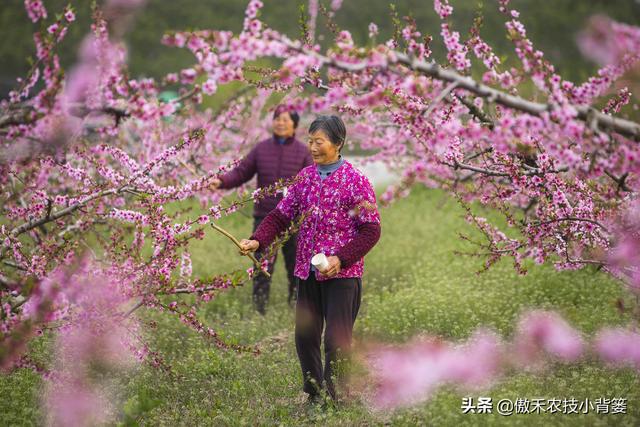 桃树适量留花留果才能多结优质大果，桃树如何疏花疏果才合理？6