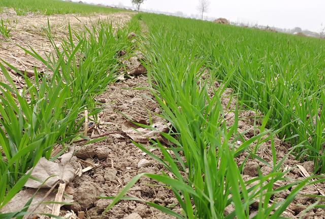 近几天气温高，可以喷施小麦除草剂了，但遇到这5种情况不能打4