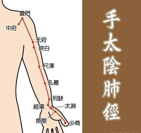 详解手太阴肺经十一穴功能与主治