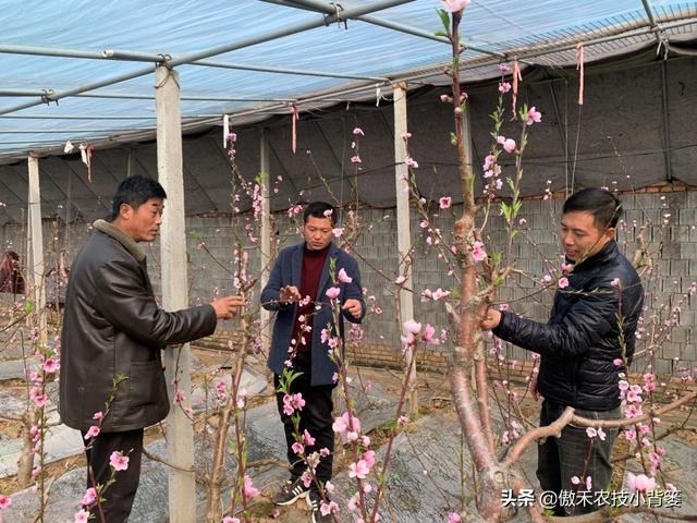 桃树适量留花留果才能多结优质大果，桃树如何疏花疏果才合理？5