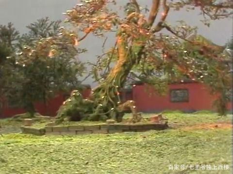 西游记中的人参果 西游记中的人参果「西游记中的人参果怎么画」 生活