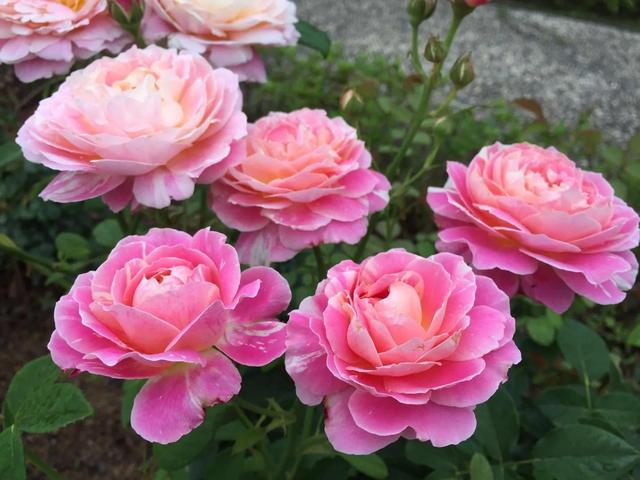 分享图片，与鲜花相伴，过美好人生
