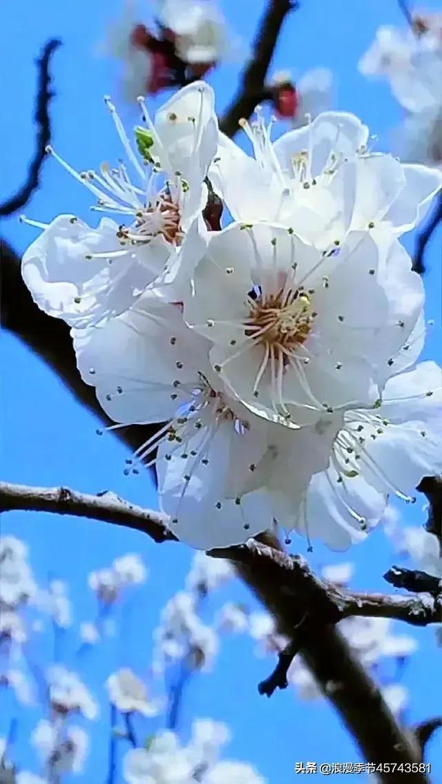 春意款款，岁月缓缓，一念香如故！「散文」