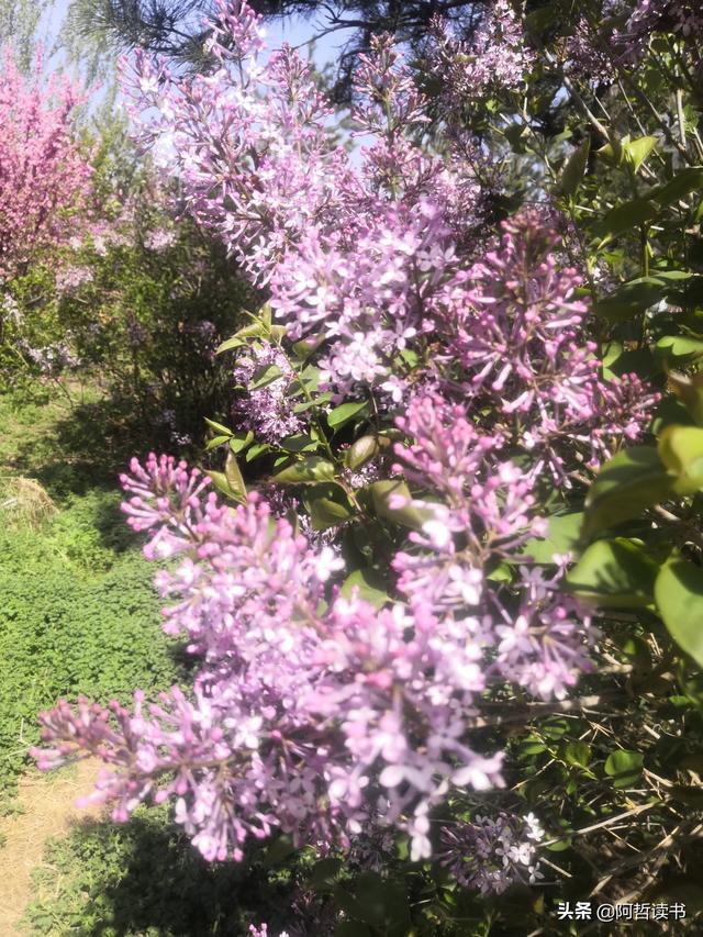 千千结里，暮春意徜徉，紫气更芬芳，丁香粉黛满城香