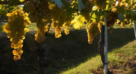 意大利维罗工程机械展