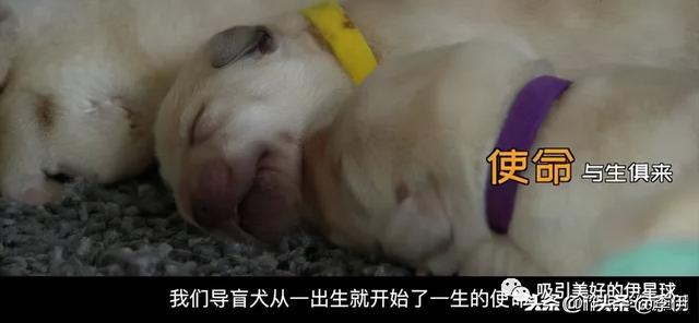 导盲犬小q好看吗 导盲犬小q好看吗（导盲犬小q国语高清） 动物