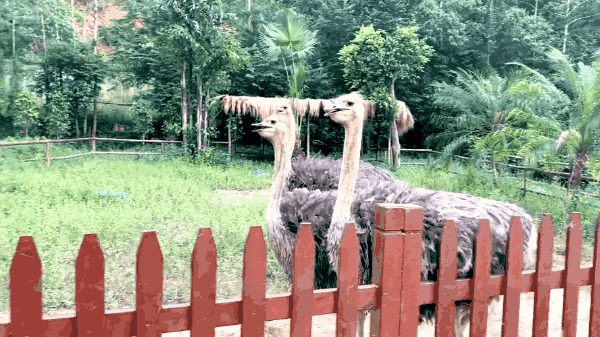 河源客世界游园季|超萌动物园来了,冬天可以打卡._广东旅游/玩耍攻略