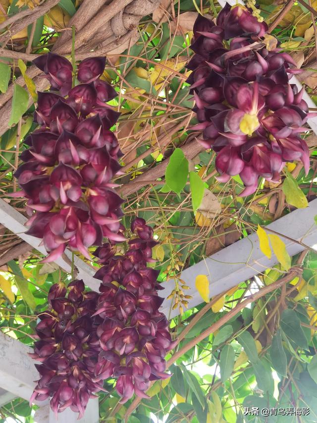 三月繁花雨，平凡日子也是美