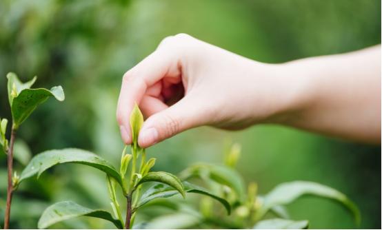 上了年纪要“忌茶”？建议50岁以后牢记这“3不喝”，益处多