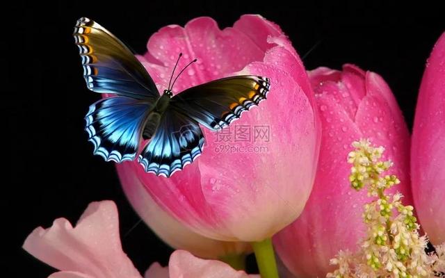 分享图片，百花盛开，五彩缤纷，太美了！令人心情无比愉悦
