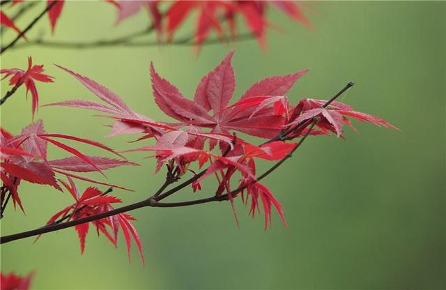 鸡爪槭