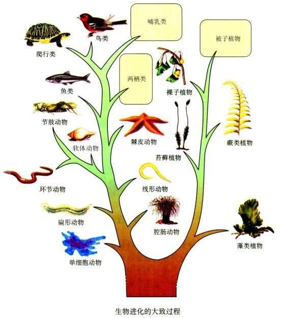 既然人不是猴子变的！那地球上的人是怎么出现的？