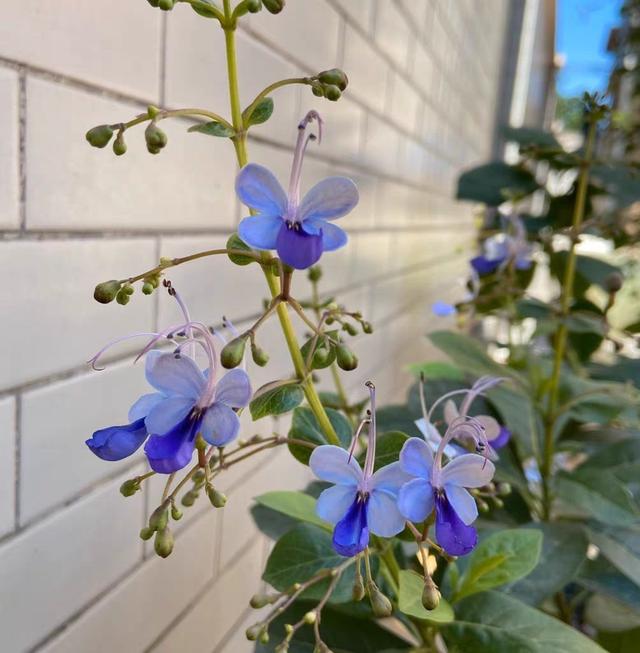 蓝蝴蝶 蓝蝴蝶（蓝蝴蝶和洛神花好评评语） 生活