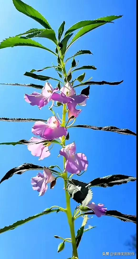 一花一叶即菩提，一草一木皆有情