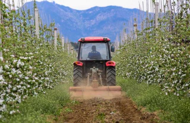 拼多多一店铺与迪士尼推出联名款苹果，出厂前每颗苹果要拍32张照片