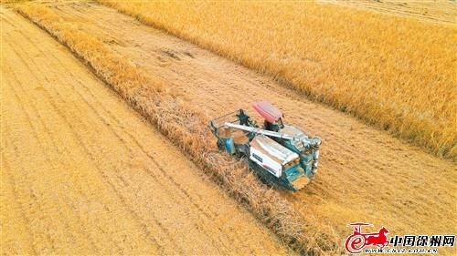 今年“米袋子”又稳了！江苏徐州：全年粮食丰收成定局