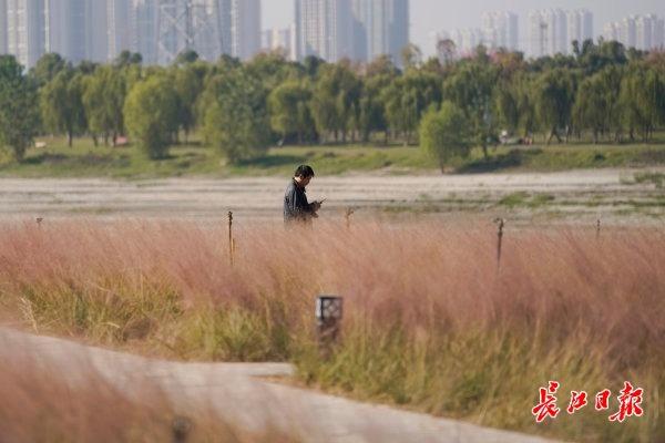 忘羡再生缘11一只漂亮的鹅卵石制砂机