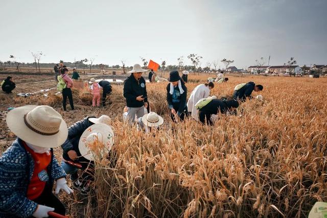 稻花香里说丰年~与孩子亲近自然的“神奇密码”都在“柘”里
