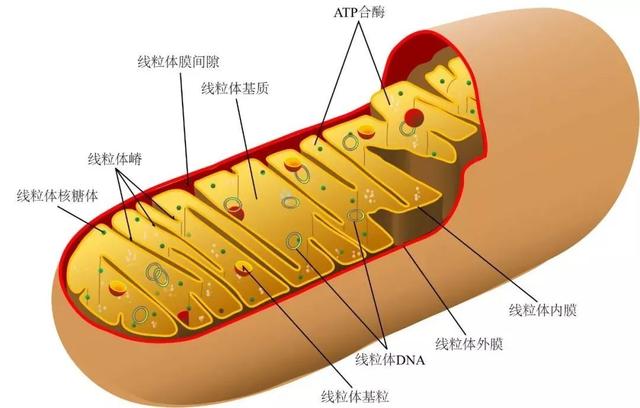 「Cell子刊」食物对抗疾病的效力远胜过药物！科学家的最新实验告诉你为什么