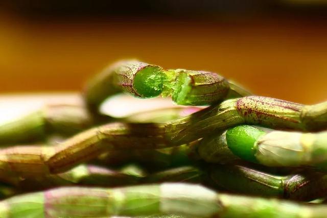 不止好吃那么简单！这三种养胃“鲜药”你用对了吗？