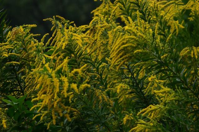 加拿大一枝花