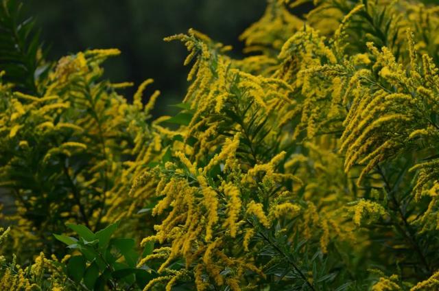 加拿大一枝花