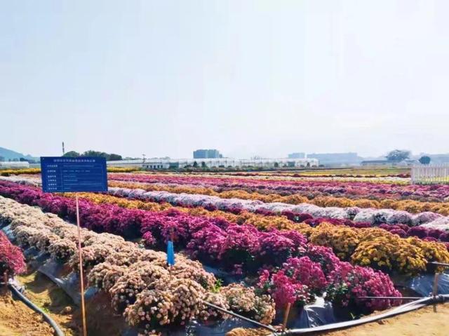 深圳大型机械展什么时候开展