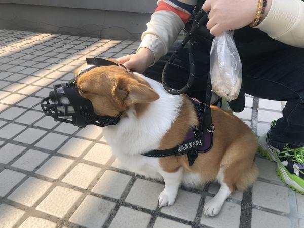 禁狗