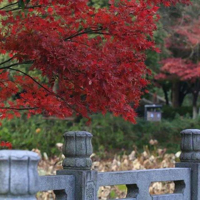 红叶鸡爪槭