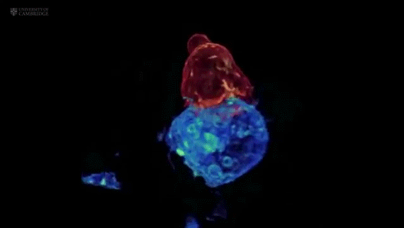 CAR-T细胞是如何工作的？这些图，带你走进"免疫细胞"的世界