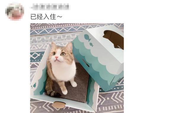 霸占俩热搜！小程序、APP崩了！这届铲屎官抢猫窝有点猛