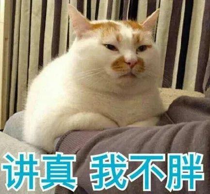 霸占俩热搜！小程序、APP崩了！这届铲屎官抢猫窝有点猛