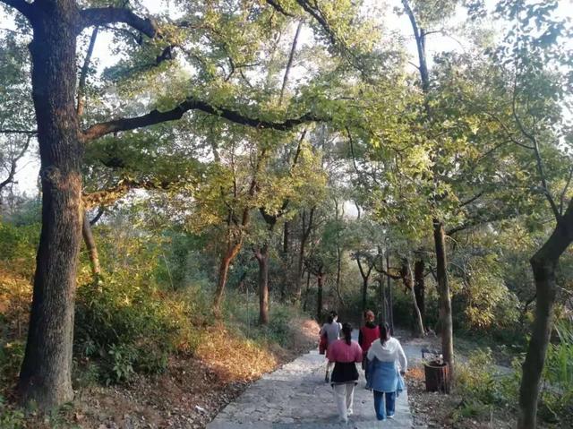 賞紅，蜚山霜月這邊楓景獨好