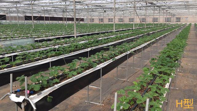 高架草莓种植技术视频 草莓栽培技术之高架栽培