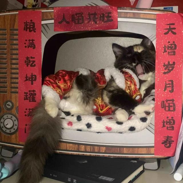 臺灣地震小朋友第一時間救貓咪