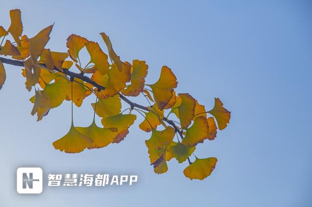 银杏树介绍 银杏树介绍（街子古镇银杏树介绍） 生活