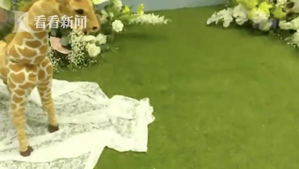 10月大婴儿拍照脚被道具草坪磨出血？店家：草皮不硬，宝宝喜欢动