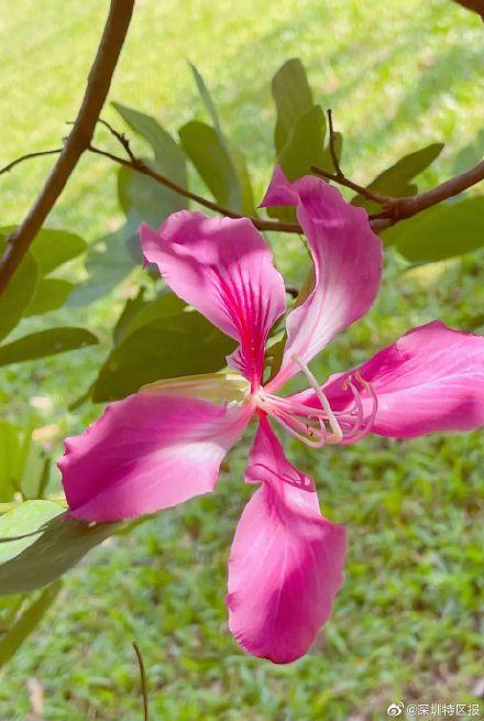 深圳12月花历出炉 深圳12月份开的花 