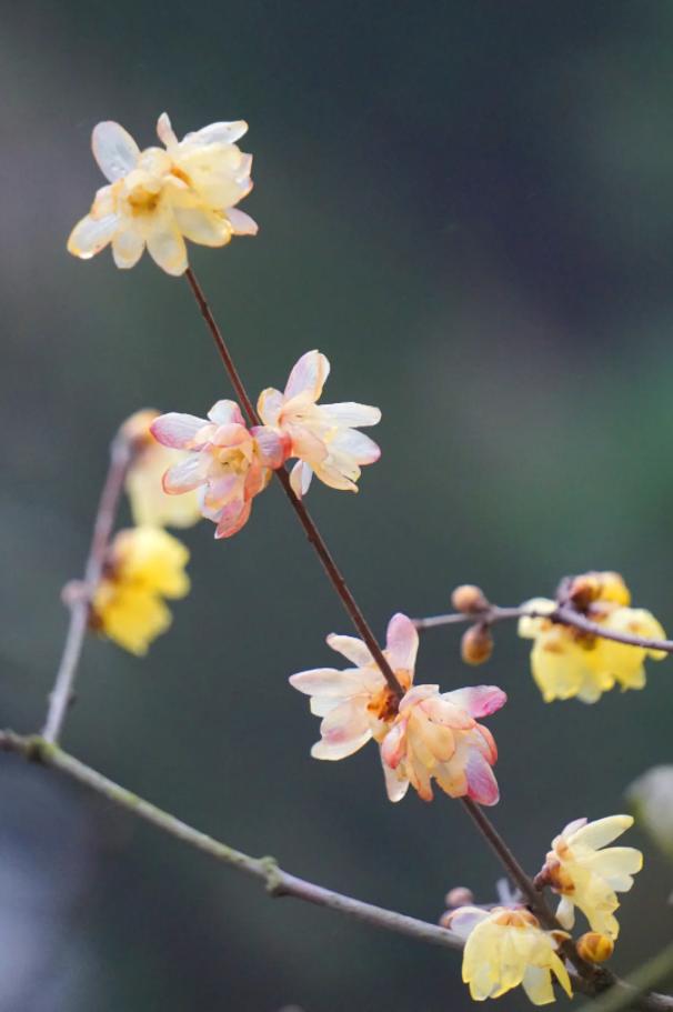 11月开什么花