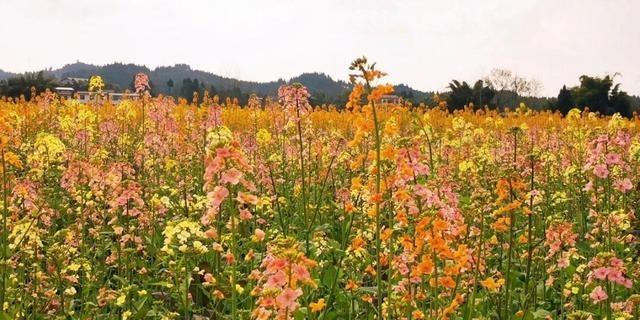 十里蓝山攻略